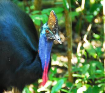 Cassowary at Cape Trib Camping