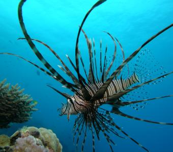 Lion Fish on Great Barrier Reef off Cape Tribulation